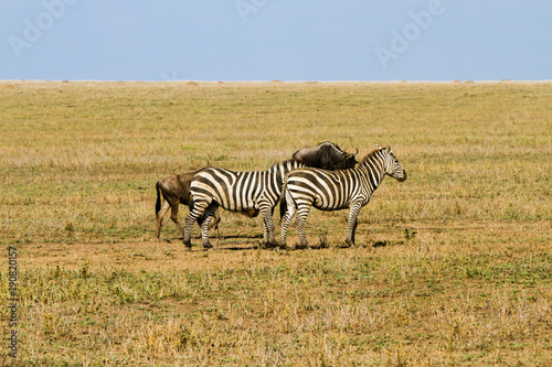 Field with zebras and blue wildebeest