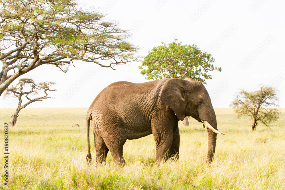 African elephants, of the genus Loxodonta in Serengeti National Park, Tanzania