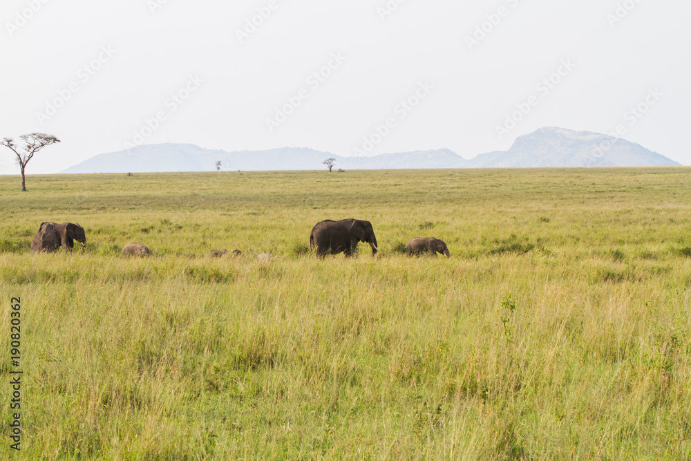 African elephants, of the genus Loxodonta in Serengeti National Park, Tanzania African elephants, of the genus Loxodonta in Serengeti National Park, Tanzania