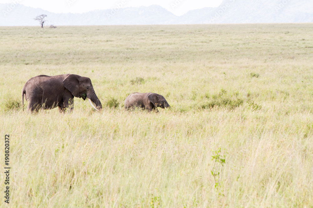 African elephants, of the genus Loxodonta in Serengeti National Park, Tanzania African elephants, of the genus Loxodonta in Serengeti National Park, Tanzania