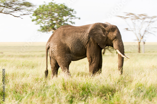 African elephants  of the genus Loxodonta in Serengeti National Park  Tanzania