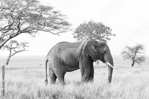 African elephants  of the genus Loxodonta in Serengeti National Park  Tanzania