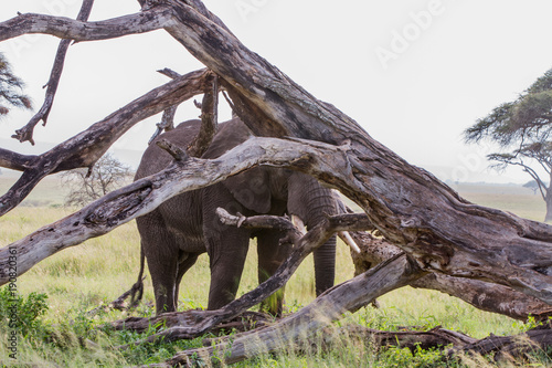 African elephants  of the genus Loxodonta in Serengeti National Park  Tanzania