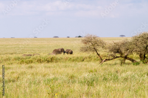 African elephants, of the genus Loxodonta in Serengeti National Park, Tanzania