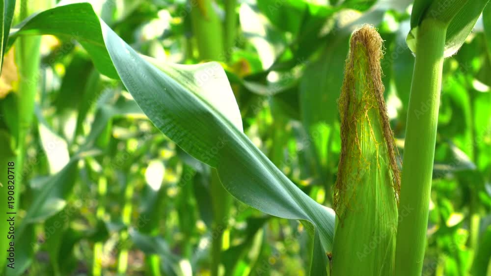Green leaves of young corn in the field Green leaves of young corn in the field