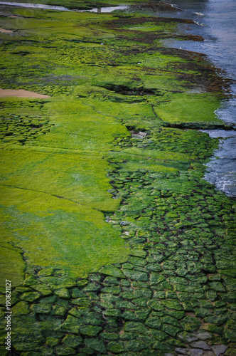 Green Mossy Rocks on a Beach of Bayonne