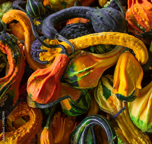 squash