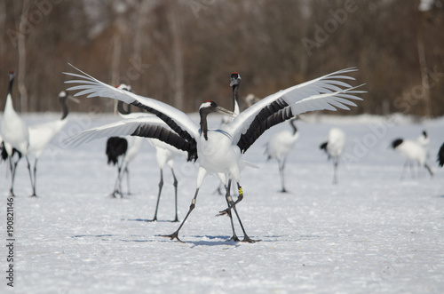 Red-crowned Cranes Dancing