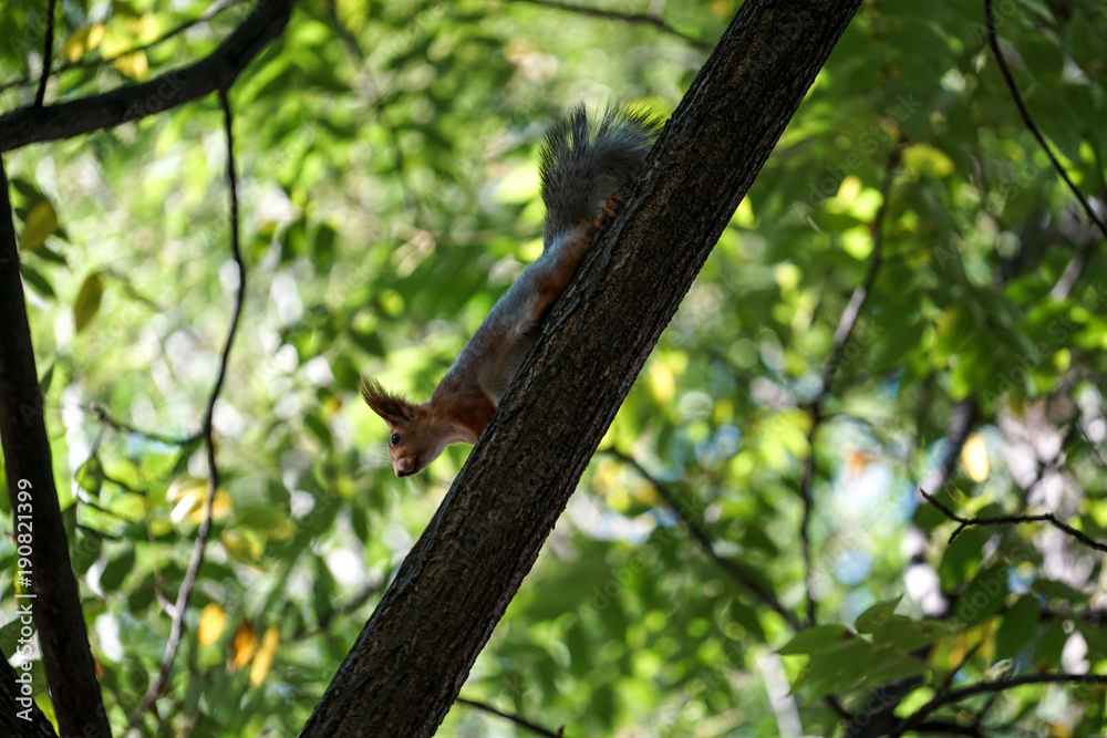 the red squirrel comes down the trunk of a tree on a background of green foliage. the red squirrel comes down the trunk of a tree on a background of green foliage.