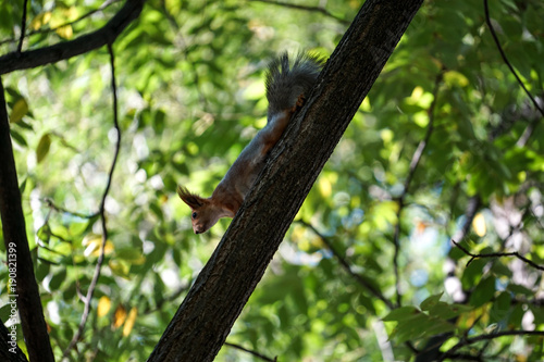 the red squirrel comes down the trunk of a tree on a background of green foliage.