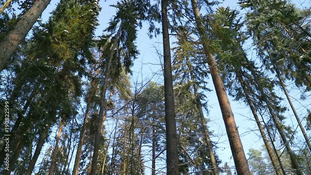 Beautiful winter forest in snow. Slowly falling snowflakes, the sun is shining. Smooth panning. Beautiful winter forest in snow. Slowly falling snowflakes, the sun is shining. Smooth panning.