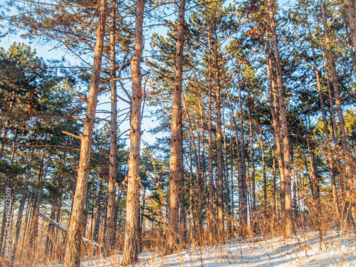 Wallpaper Mural Pines in winter forest in a sunny day in Chisinau, Moldova Torontodigital.ca