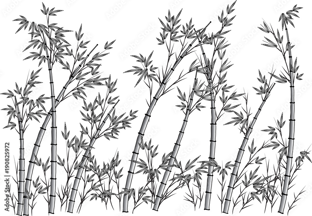 Obraz premium bamboo tree