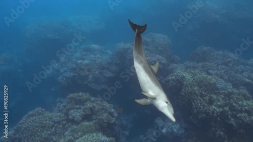 Cute baby dolphin swimming with mother and father underwater, 4K 2160p video footage photo