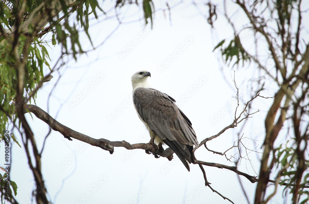 A white-bellied sea eagle (Haliaeetus leucogaster) perched on a branch in Tasmania, Australia. A white-bellied sea eagle (Haliaeetus leucogaster) perched on a branch in Tasmania, Australia.