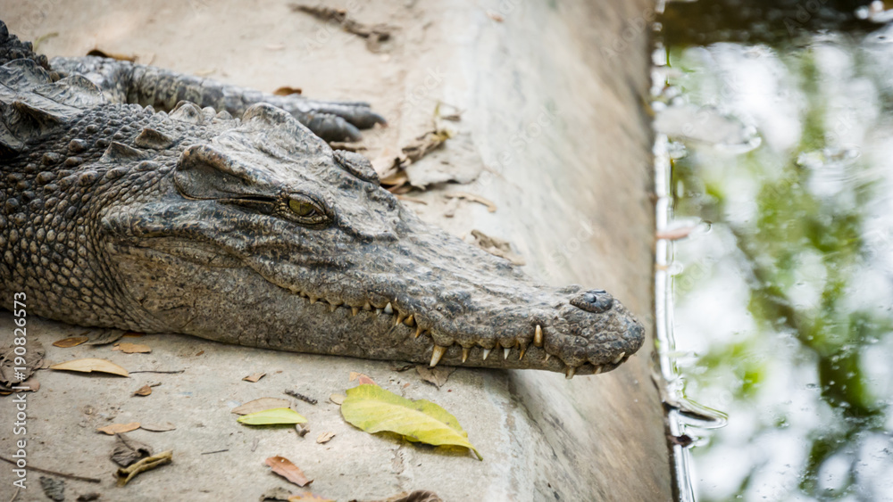 Fototapeta premium crocodile in farm of thailand