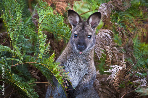 A red-necked wallaby (or Bennett's wallaby, Macropus rufogriseus) among bracken ferns in Narawntapu National Park, Tasmania. photo
