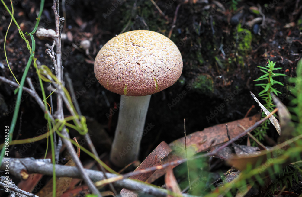 A rhubarb bolete (Boletellus obscurecoccineus) on Bruny Island, Tasmania. A rhubarb bolete (Boletellus obscurecoccineus) on Bruny Island, Tasmania.