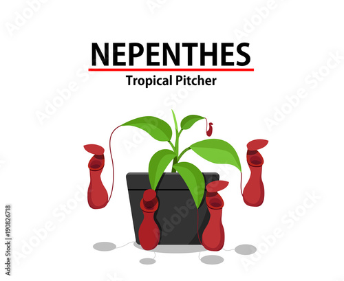 Red Nepenthes plant in pot isolated on white