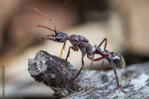 An inchman ant (Myrmecia forficata), a species of bull ant, standing guard near its colony on Bruny Island, Tasmania. © Kevin