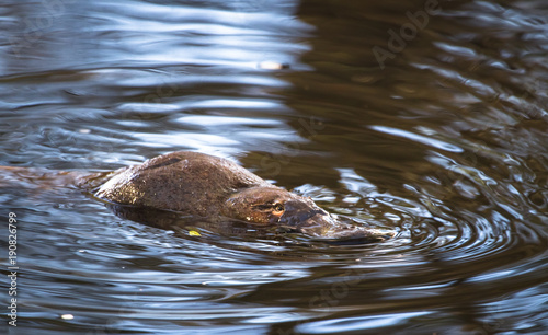 Obraz na płótnie A duck-billed platypus (Ornithorhynchus anatinus) swims in the Tyenna River in Mt