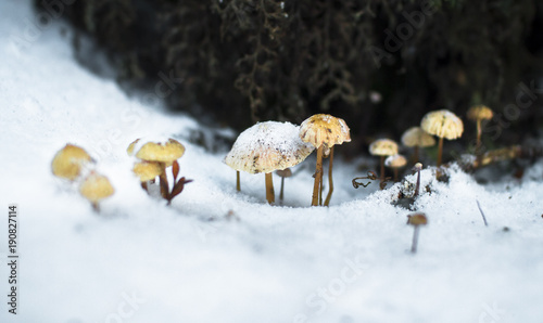 Frozen mushrooms in the Tongariro National Park, New Zealand. © Kevin