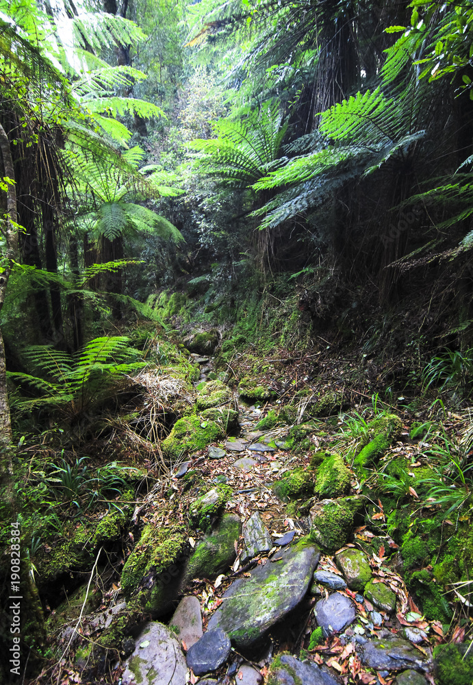 Fototapeta premium A trail leads through dense temperate rainforest on New Zealand's south island.