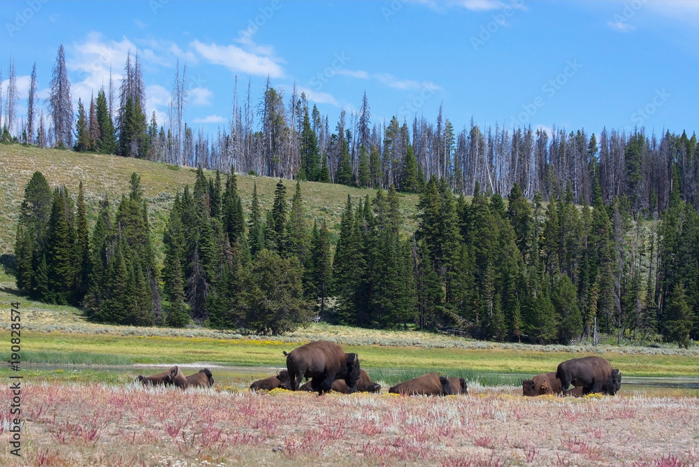North America wildlife nature background. Herd of american bison grazing in the Yellowstone National Park, Wyoming, USA.