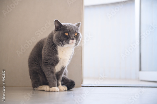 Grey cat, shot indoors