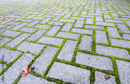 Bright green moss grows in the cracks between stone bricks laid in the road. Rotorua, New Zealand.