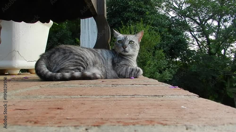Gato deitado no jardim, atento aos movimentos