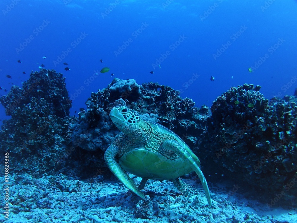 Obraz premium turtle,zamami,okinawa