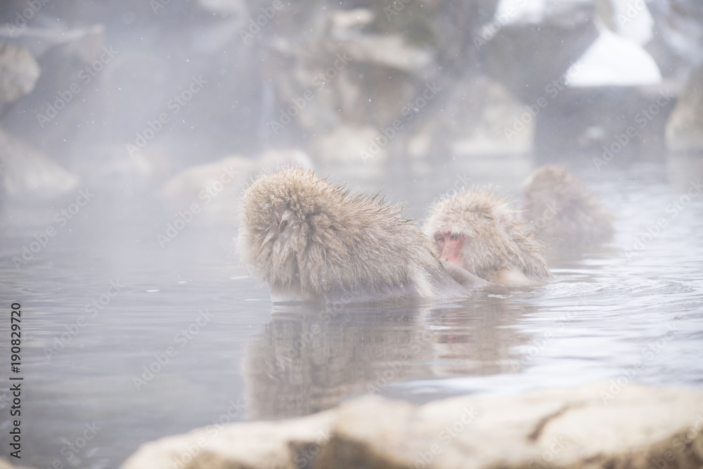 Monkeys wash hot springs Monkeys wash hot springs