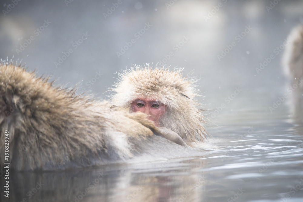 Naklejka premium Monkeys wash hot springs