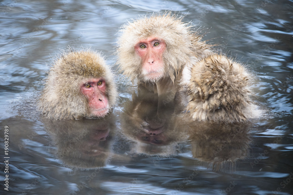 Fototapeta premium Monkeys wash hot springs