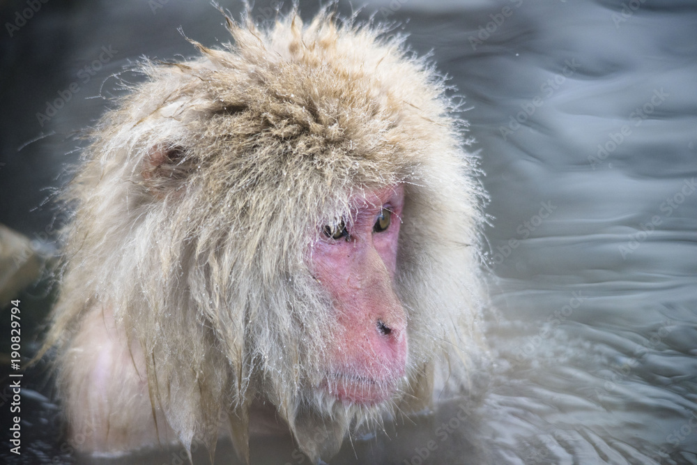 Fototapeta premium Monkeys wash hot springs