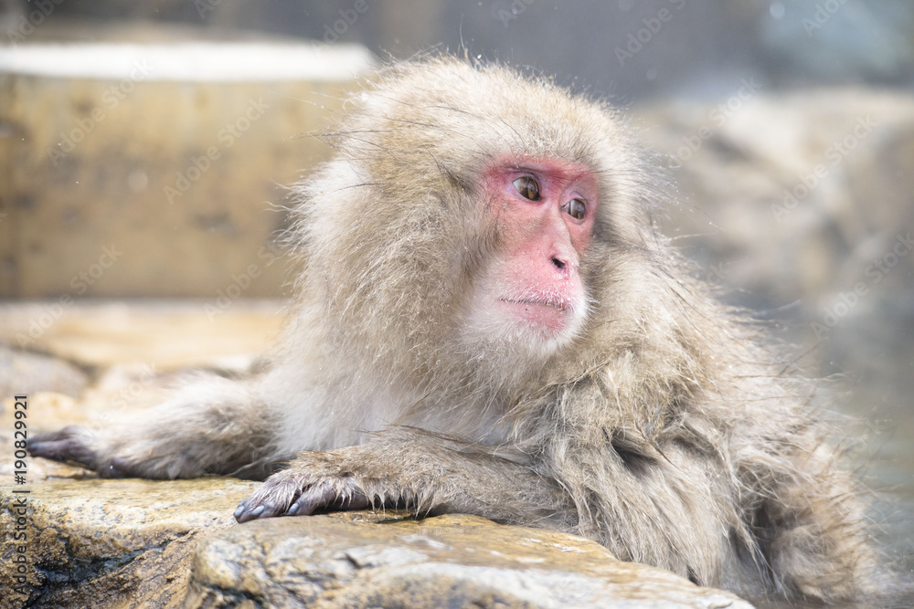 Naklejka premium Monkeys wash hot springs