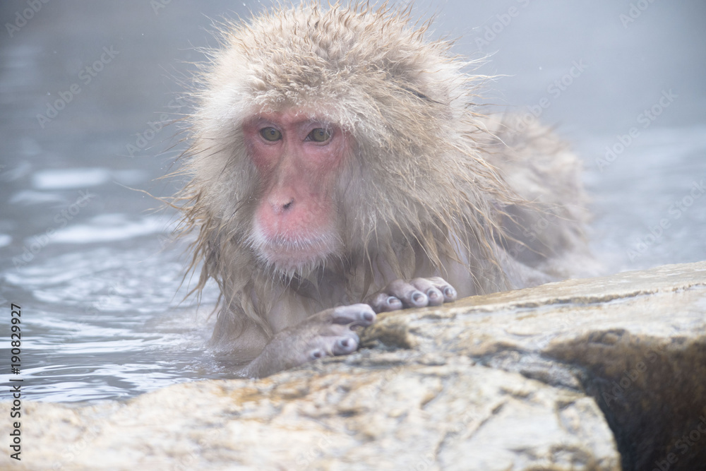 Naklejka premium Monkeys wash hot springs