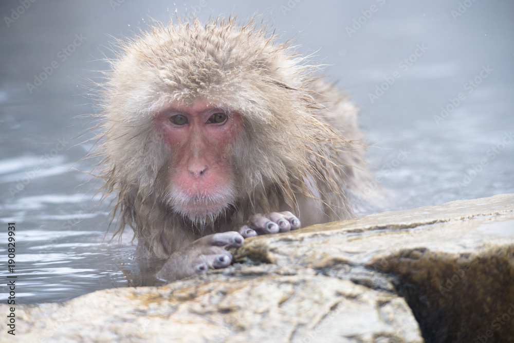 Naklejka premium Monkeys wash hot springs