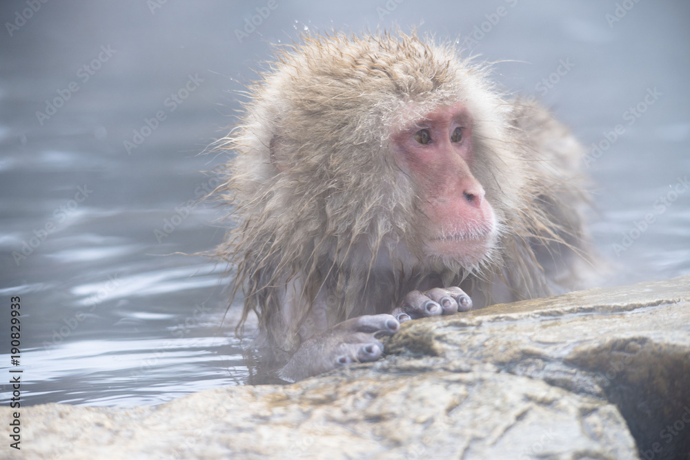 Naklejka premium Monkeys wash hot springs