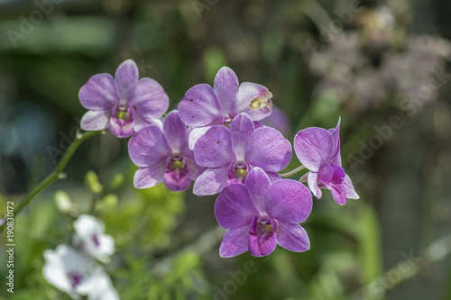 Bouquet of Pink orchid on blur background