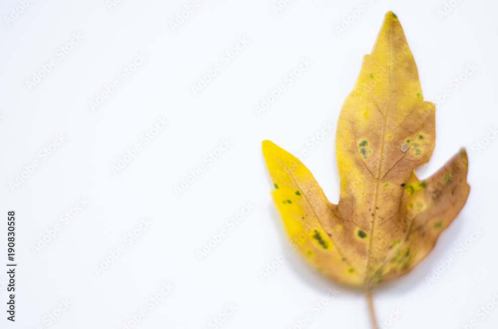 Fototapeta premium Yellow leaves On the white floor