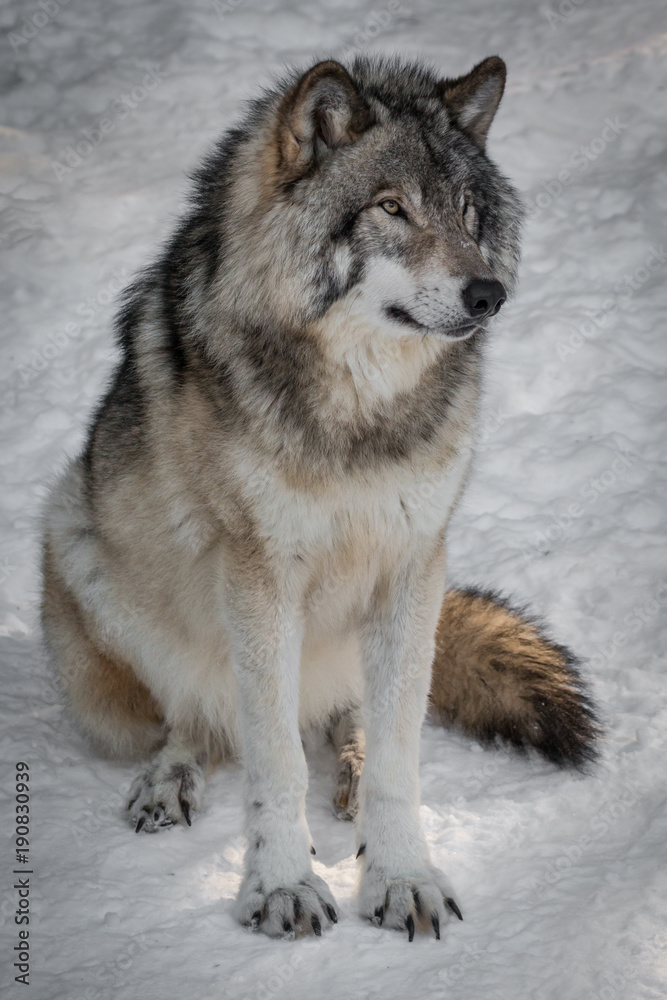 Grey Wolf - Canis Lupus - Sitting In The Snow Grey Wolf - Canis Lupus - Sitting In The Snow