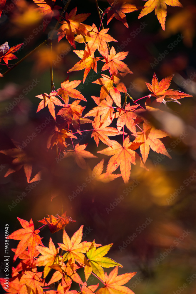 Maple leaves change color in autumn season Maple leaves change color in autumn season