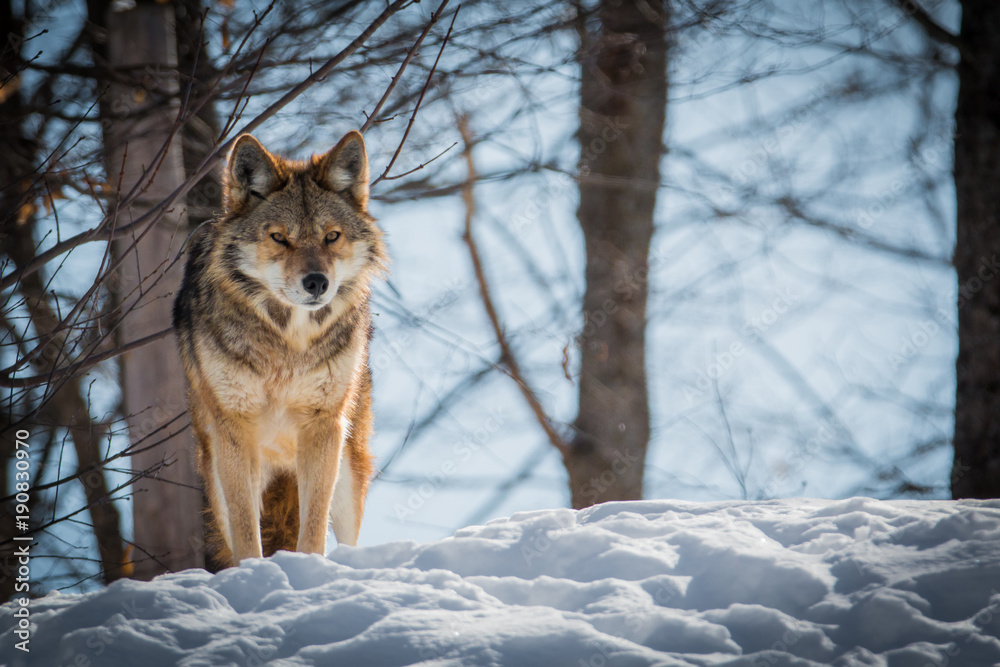 Fototapeta premium Coyote - Canis latrans- Watching For Its Prey