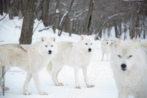Artic Wolf Pack