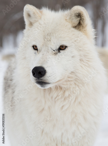 Artic Wolf portrait shot