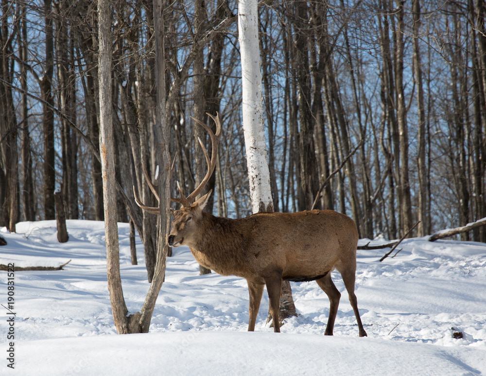 Deer scratching antlers on tree Deer scratching antlers on tree
