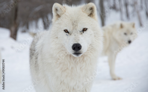 Two Artic Wolves look at camera