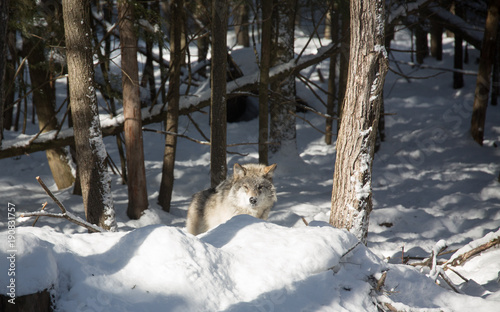 Wolf looking towards camera behind snow bank